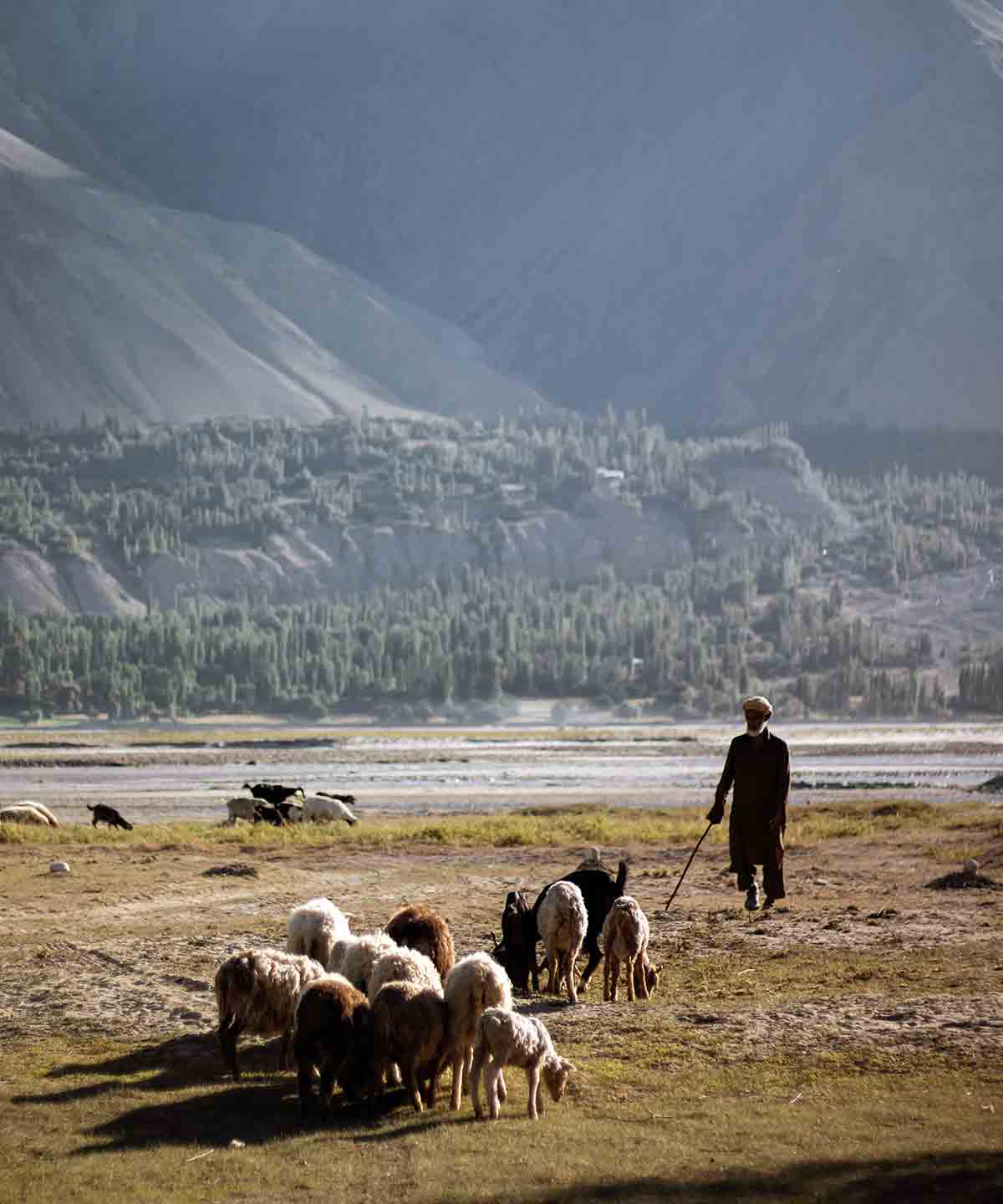 local balti with his sheeps in gilgit baltistan